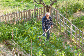 Senior farmer working with a hoe in his vegetable garden