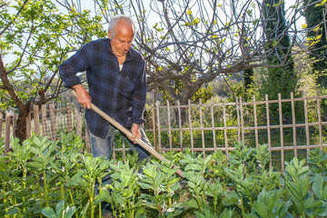 Senior farmer working with a hoe in his vegetable garden
