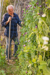 Senior farmer inspect peas plants in his vegetable garden

