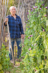 Senior farmer inspects green beans plants in his vegetable garden
