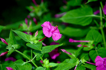 mirabilis pink bloom beautiful garden decorative fragrant flowers in the flowerbed  