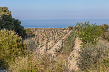 Pruned vineyard in a spring season. Italy, adriatic coast. Blue sky background 