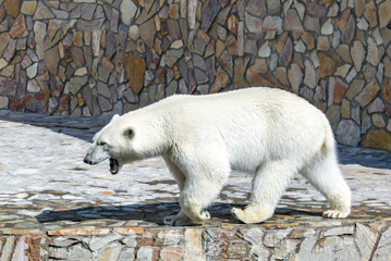 Polar bear among granite rocks.