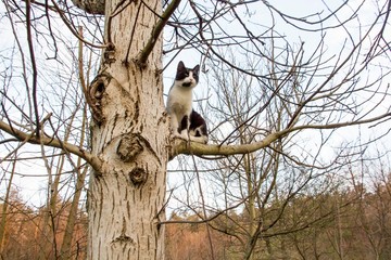 Cat sit on tree branch