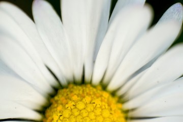 Macro shot of of daisy petals