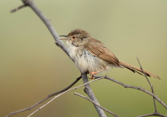 Graceful prinia at Buri farm, Bahrain