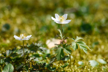 Anemone nemorosa flowers - spring in the forest	
