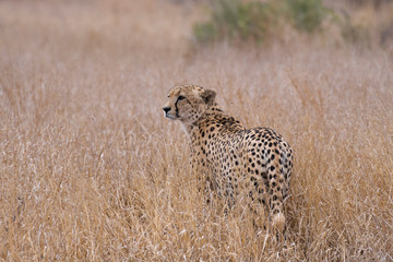 Cheetah in long grass