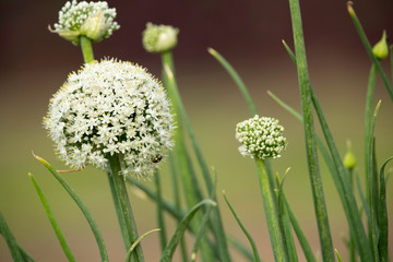 Onion flower stalks at shallow depth of focus