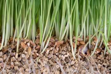 Plant wheat with roots on white background