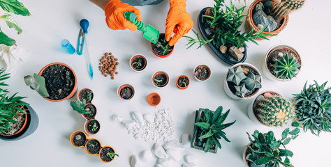 Table with Potted Plants at Home