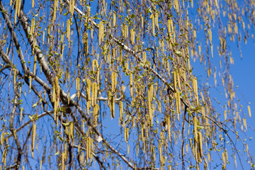 A birch is in spring with green leaves and rings. Spring birch buds on a background of blue sky