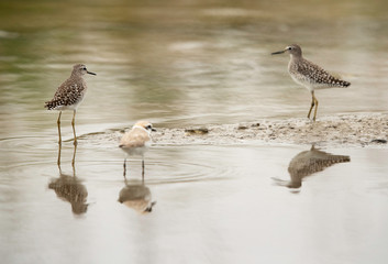 A pair of Wood Sandpiper  and a Kentish plover at the foreground at Asker marsh, Bahrain