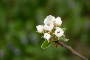 Macro shot of fruit tree blossom