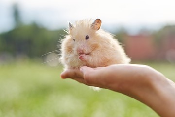 Golden fluffy Syrian hamster in hands of girl, green lawn background