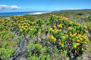 Fynbos  -  belt of natural shrubland vegetation located in the  Cape provinces of South Africa.