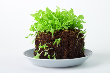 Small lettuce plant on soil cube , grown from seeds