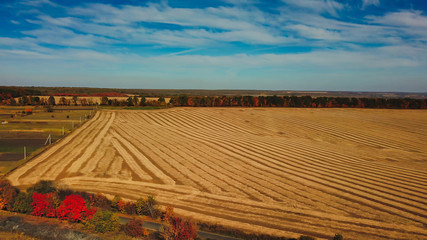 Summer wheat harvesting. Gold wheat fields. Agricultural landscape ripe wheat harvesting