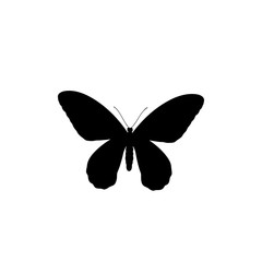 butterfly icon vector