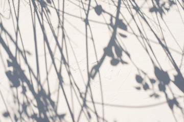 shadow of the leaves on a white concerte wall