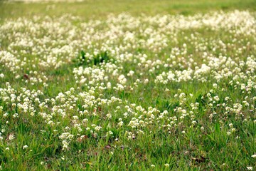 Meadow full of blossom