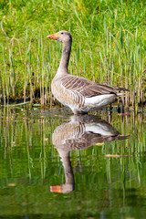 One Greyleg gooze or Anser anser with reflection in water