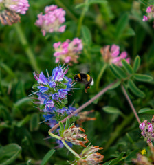 blue flowers macro on greenery with bee