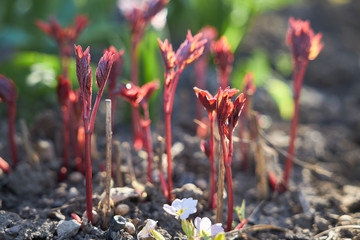 Young dark red peony sprouts grow in the spring garden © ovbelov1972