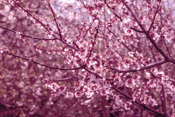 Obraz premium Spring flowering trees. The beginning of the garden season. Toning in pink color .