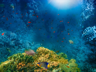Group of scuba divers exploring coral reef. Underwater sports and tropical vacation concept