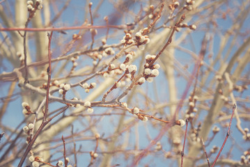 Budding willow