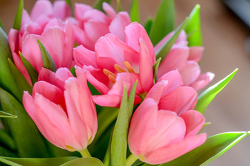 Fototapeta premium bouquet of pink tulips on light background. Close-up of pink tulips