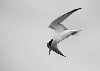 Little Tern diving after hovering above water at Asker marsh, Bahrain