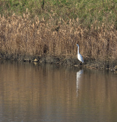 A great white heron in Comacchio