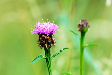 close-up of blooming thistle