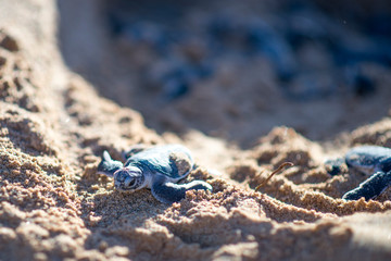 Baby turtles leaving conservation nest 