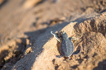 Baby turtle crawling on beach sand