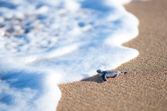 Baby Turtle Entering Sea