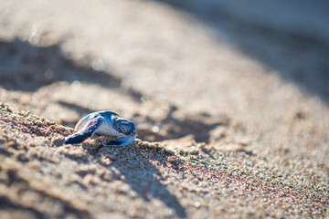 Baby turtle crawling on beach sand