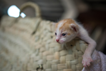 Small baby kitten in basket