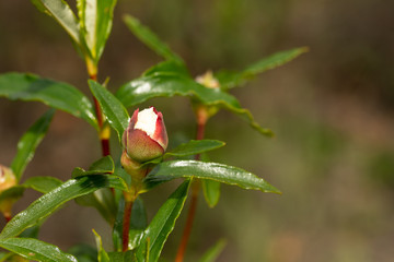 Botão de flor de esteva