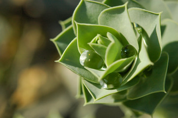 Tautropfen Nahaufnahme