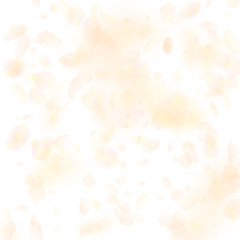 Yellow orange flower petals falling down. Delightf