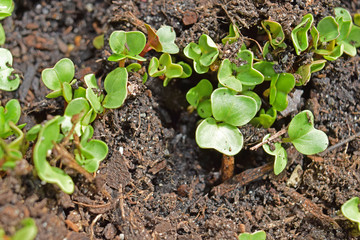 Jeunes plants de radis sortant tout juste de terre.