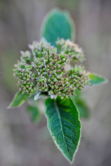 Bl&uuml;te in Nahaufnahme