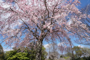 枝垂桜