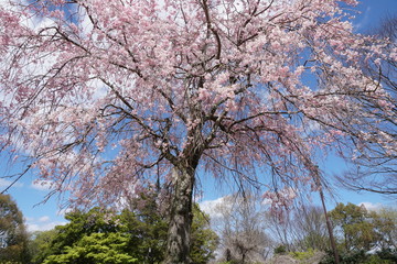 Fototapeta premium 枝垂桜