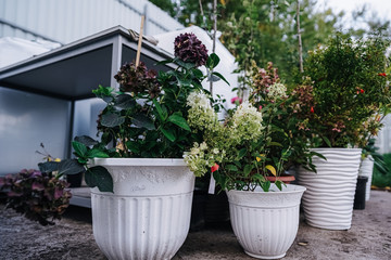 garden green plants in boxes ready for summer season and sale