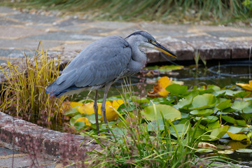 Heron fishing in garden pond