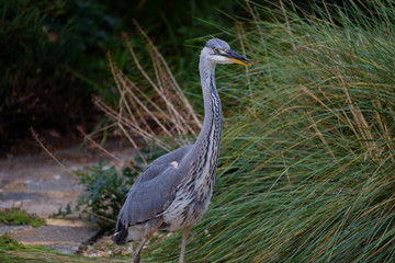 Naklejka premium Heron fishing in garden pond